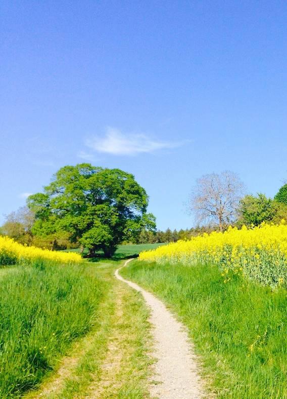 Strasse in der Natur im Aargau